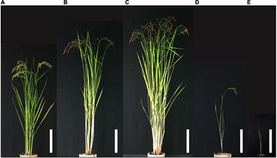 A Novel Combination of Genes Causing Temperature-Sensitive Hybrid Weakness in Rice